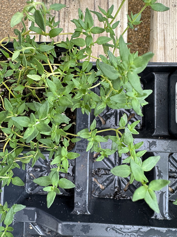 Close-up view of thriving thyme plants in a black seed tray, showcasing vibrant green leaves.