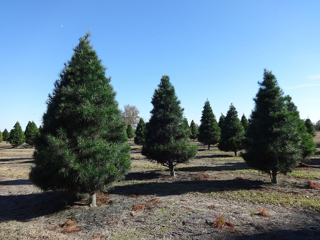 A field of Christmas trees under a clear blue sky, showcasing various sizes and shapes of evergreens.