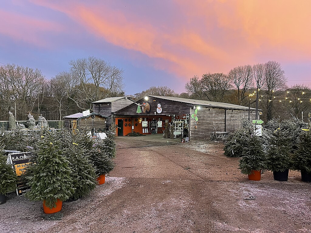 A Christmas tree farm with potted trees in the foreground and a wooden building in the background, set against a colorful sunset sky.