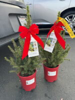Two small potted Christmas trees with red bows and tags, placed near a car in a parking lot.