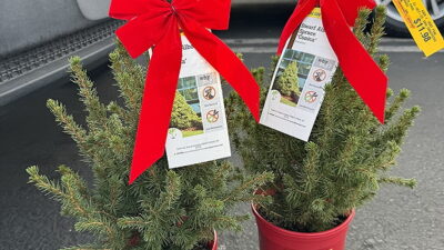 Two small potted Christmas trees with red bows and tags, placed near a car in a parking lot.