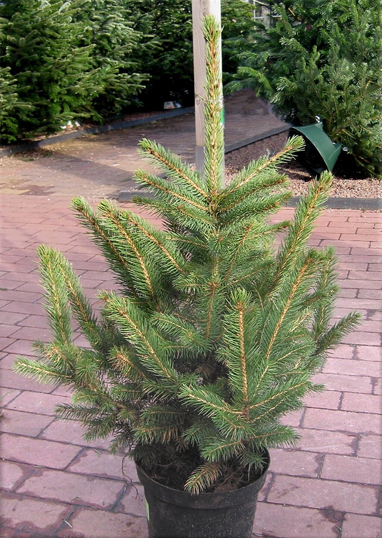 A potted Christmas tree displayed outdoors on a brick surface with greenery in the background, showcasing its lush green needles and healthy appearance.