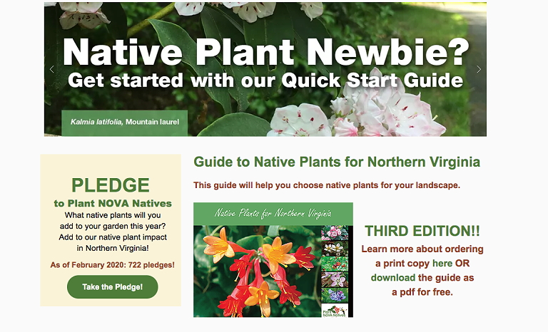 Plant NoVA Natives webpage titled 'Native Plant Newbie?' featuring Kalmia latifolia, also known as Mountain laurel, with instructions to pledge to Plant NOVA Natives, and a guide to choosing native plants for Northern Virginia.