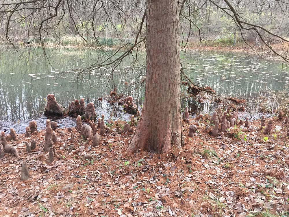 Knees of Taxodium distichum (bald cypress) located in the small wetland of Lake Lena at Meadowlark Botanical Gardens