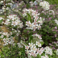 Corymbs of 1-inch flowers of Aronia arbutifolia (red chokeberry) flowers in April.