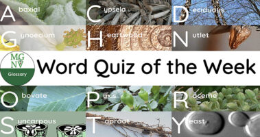 Glossary Word Quiz of the Week