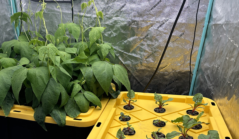 A hydroponic growing system featuring green leafy plants and seedlings in a yellow container, set up in a reflective indoor environment.