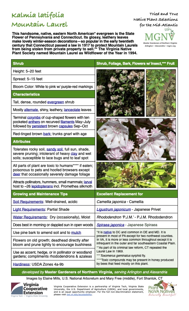 Kalmia latifolia Mountain Laurel Tried and True Native Plant Selections for the Mid-Atlantic This handsome, native, eastern North American* evergreen is the State Flower of Pennsylvania and Connecticut. Its glossy, leathery leaves make lovely winter-season decorations—so popular in the early twentieth century that Connecticut passed a law in 1917 to protect Mountain Laurels from being stolen from private property to sell.** The Virginia Native Plant Society named Mountain Laurel as Wildflower of the Year in 1994. Shrub Shrub, Foliage, Bark, Flowers w/ Insect,*** Fruit Height: 5–20 feet Spread: 5–15 feet Bloom Color: White to pink w/ purple-red markings Characteristics Tall, dense, rounded evergreen shrub Mostly alternate, shiny, leathery, lanceolate leaves Terminal corymbs of cup-shaped flowers with ten pocketed anthers on recurved filaments May–July followed by persistent brown capsules Sep–Oct Red-tinged brown bark; trunks gnarl with age Attributes Tolerates rocky soil, sandy soil, full sun, shade, severe pruning; intolerant of heavy clay and wet soils; susceptible to lace bugs and to leaf spot All parts of plant are toxic to humans**** if eaten; poisonous to pets and hoofed browsers except deer that occasionally severely damage foliage Attracts pollinators, hummers, small mammals; larval host to ~26 lepidopterans incl. Promethea silkmoth Growing and Maintenance Tips Soil Requirements: Well-drained, acidic Light Requirements: Partial Shade Excellent Replacement for Camellia japonica - Camellia Ligustrum japonicum - Japanese Privet Water Requirements: Dry (occasionally), Moist Rhododendron ‘P.J.M.’ - P.J.M. Rhododendron Does best in morning or dappled sun in open woods Use pine bark to amend soil and to mulch Spiraea japonica - Japanese Spiraea *It is native to DC and common in DE and MD. It is present in most of PA except for two northwest counties. In VA, it is more or less common throughout except it is infrequent in the outer and far southeastern Coastal Plain. **As part of its criminal law reform, CT repealed the Laurel Law in 1969. ***Toxomerus geminatus syrphid fly. ****Toxic compounds may be present in honey produced by bees that feed mostly on this plant. Flowers on old growth; deadhead directly after bloom and prune lightly to encourage bushiness Use as accent, hedge, or in pollinator or woodland gardens; compliments rhododendrons & azaleas Hardiness: USDA Zones 4a-9b developed by Master Gardeners of Northern Virginia, serving Arlington and Alexandria Images by Elaine Mills, U.S. National Arboretum and Mary Free (middle), Fort Shantok, CT