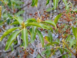 Kalmia latifolia (Mountain Laurel) evergreen leaves and new buds along with persistent fruit capsules in January.