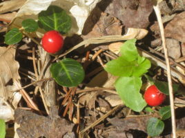 Mitchella repens (Partridge-berry) fruit in April. Photo by Elaine L. Mills, 2010-04-16, Columbia, Maryland.