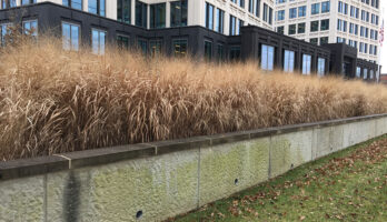 Panicum virgatum (Switch Grass) with persistent seedheads in January in a commercial landscape.