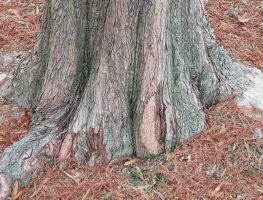Fallen needles of Taxodium distichum (Bald Cypress, Baldcypress) in December.