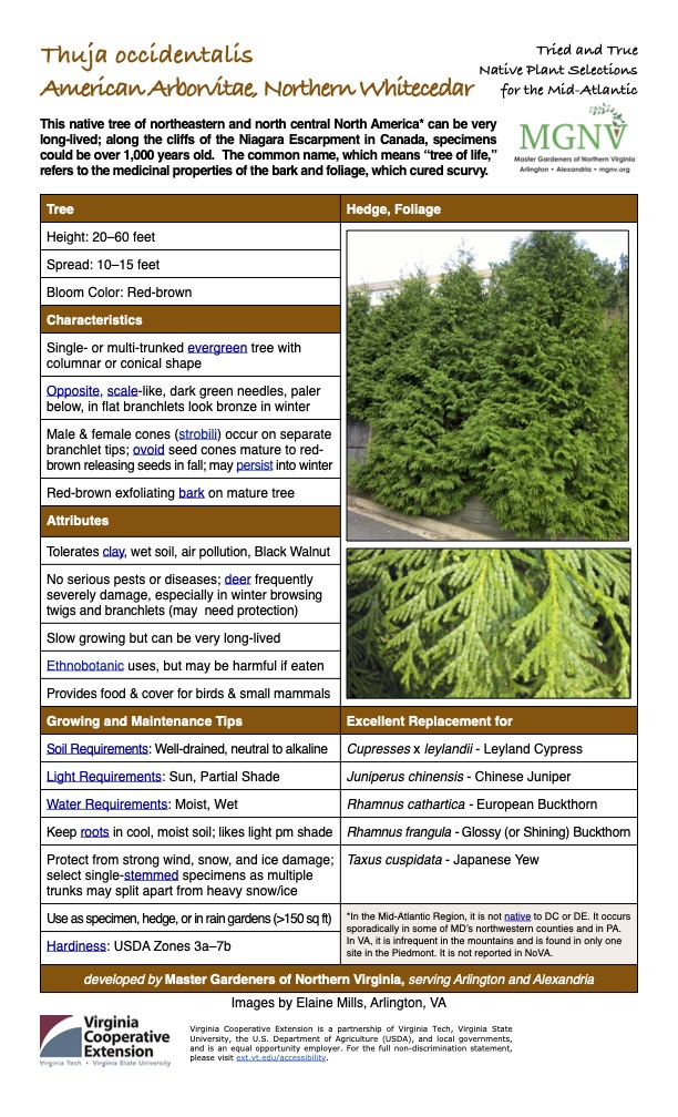 Thuja occidentalis American Arborvitae, Northern Whitecedar Tried and True Native Plant Selections for the Mid-Atlantic This native tree of northeastern and north central North America* can be very long-lived; along the cliffs of the Niagara Escarpment in Canada, specimens couldbeover1,000yearsold. Thecommonname,whichmeans“treeoflife,” refers to the medicinal properties of the bark and foliage, which cured scurvy. Tree Hedge, Foliage Height: 20–60 feet Spread: 10–15 feet Bloom Color: Red-brown Characteristics Single- or multi-trunked evergreen tree with columnar or conical shape Opposite, scale-like, dark green needles, paler below, in flat branchlets look bronze in winter Male & female cones (strobili) occur on separate branchlet tips; ovoid seed cones mature to red- brown releasing seeds in fall; may persist into winter Red-brown exfoliating bark on mature tree Attributes Tolerates clay, wet soil, air pollution, Black Walnut No serious pests or diseases; deer frequently severely damage, especially in winter browsing twigs and branchlets (may need protection) Slow growing but can be very long-lived Ethnobotanic uses, but may be harmful if eaten Provides food & cover for birds & small mammals Growing and Maintenance Tips Soil Requirements: Well-drained, neutral to alkaline Water Requirements: Moist, Wet Excellent Replacement for Cupresses x leylandii - Leyland Cypress Light Requirements: Sun, Partial Shade Juniperus chinensis - Chinese Juniper Rhamnus cathartica - European Buckthorn Keep roots in cool, moist soil; likes light pm shade Rhamnus frangula - Glossy (or Shining) Buckthorn Protect from strong wind, snow, and ice damage; select single-stemmed specimens as multiple trunks may split apart from heavy snow/ice Taxus cuspidata - Japanese Yew Use as specimen, hedge, or in rain gardens (>150 sq ft) *In the Mid-Atlantic Region, it is not native to DC or DE. It occurs sporadically in some of MD’s northwestern counties and in PA. In VA, it is infrequent in the mountains and is found in only one site in the Piedmont. It is not reported in NoVA. Hardiness: USDA Zones 3a–7b developed by Master Gardeners of Northern Virginia, serving Arlington and Alexandria Images by Elaine Mills, Arlington, VA