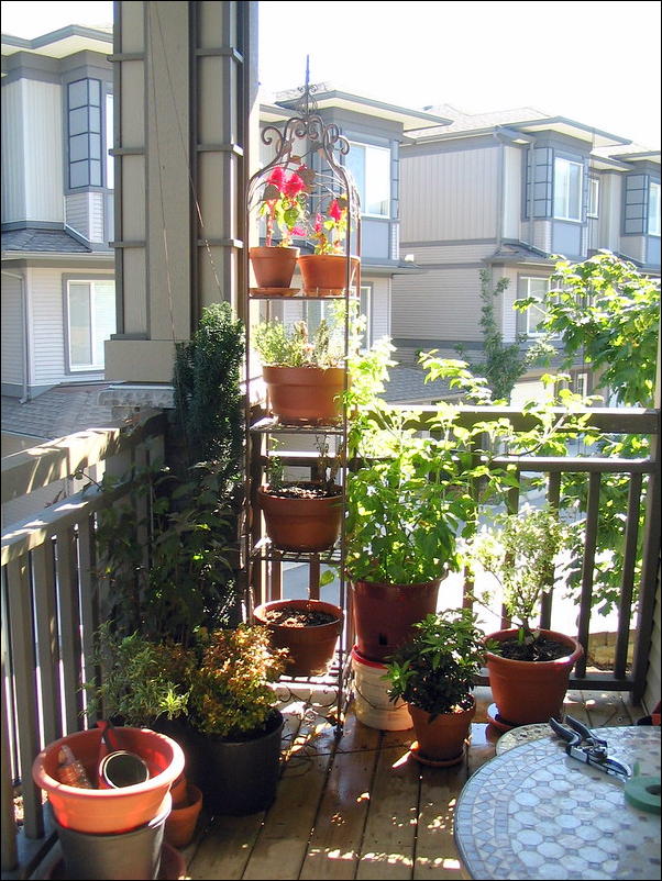 A balcony garden featuring various potted plants, including herbs and flowers, arranged on a shelf and around the space, showcasing the potential for small-space gardening.