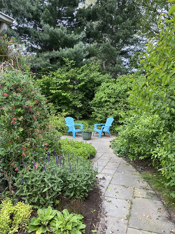 A tranquil garden path leading to two bright blue chairs surrounded by lush greenery and flowering plants.