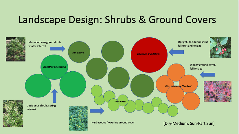 A diagram illustrating landscape design concepts for shrubs and ground covers, featuring various plant species with labels and arrows indicating their characteristics and uses.