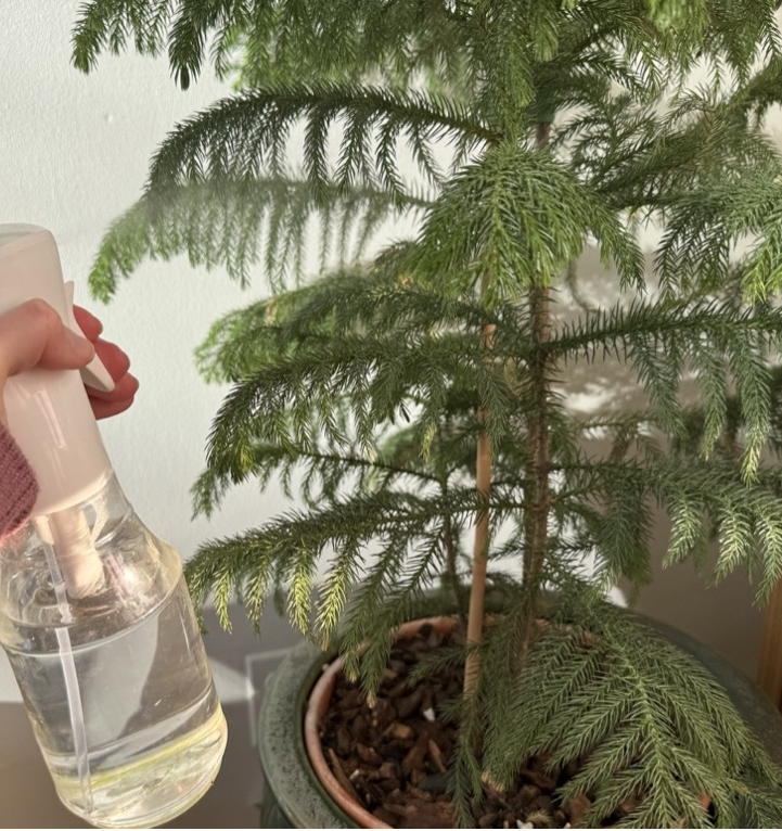 A person misting a Norfolk Island Pine plant indoors to increase humidity for better care of a living potted Christmas tree.