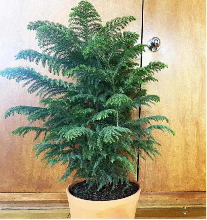 A healthy, potted Norfolk Island Pine tree with lush green foliage, placed in a terracotta pot against a wooden background.