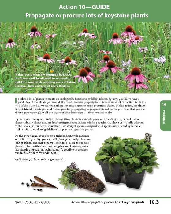A guide page from Nature's Action Guide, featuring a meadow with flowering plants, emphasizing keystone plants for supporting wildlife habitats. The layout includes action steps for propagating native plants.