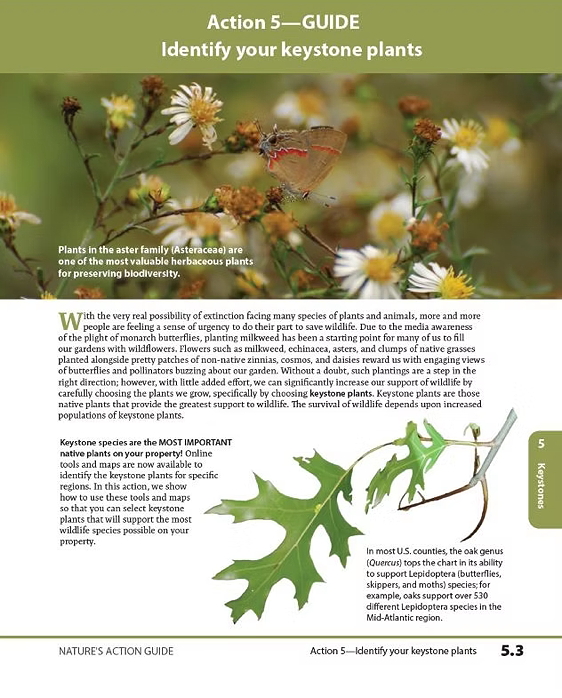 A page from Nature's Action Guide focusing on keystone plants, featuring the text discussing their importance for biodiversity and a visual of plants, including aster family members, alongside a butterfly.