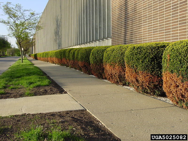 Sidewalk bordered by neatly trimmed hedges and grass, with brown salt damage on the bottom of the hedges alongside a brick building.