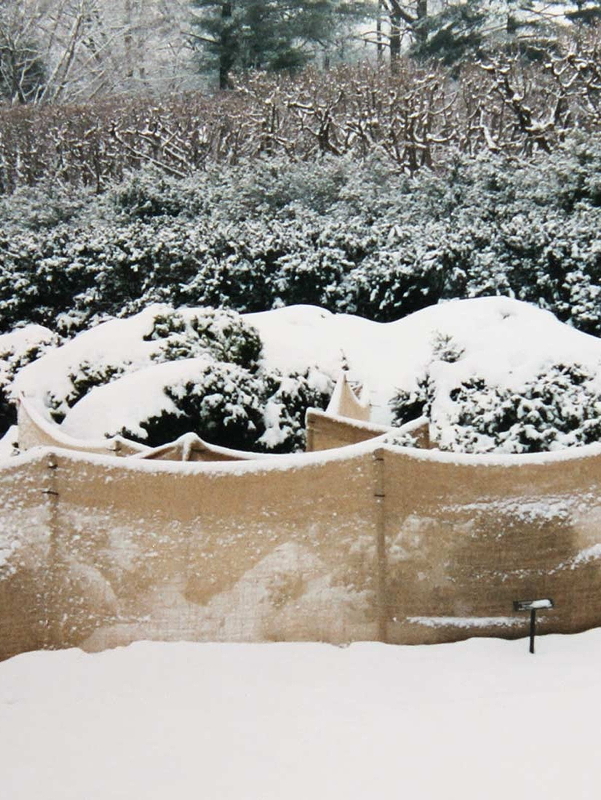 A snowy landscape featuring a palette of white covering bushes and trees, with a burlap fence partially visible in the foreground.