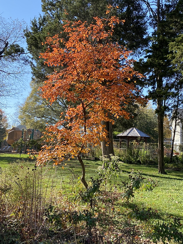 A vibrant orange-leafed tree in a park, surrounded by green grass and other vegetation, with a gazebo and playground in the background under a clear blue sky.