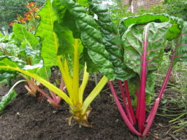 A vibrant vegetable garden with bright yellow and red Swiss chard plants growing in rich soil.