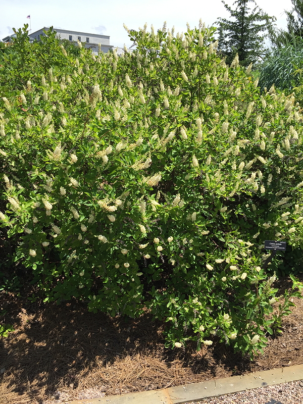A dense green bush with numerous small white flowers, surrounded by mulch and a building in the background.