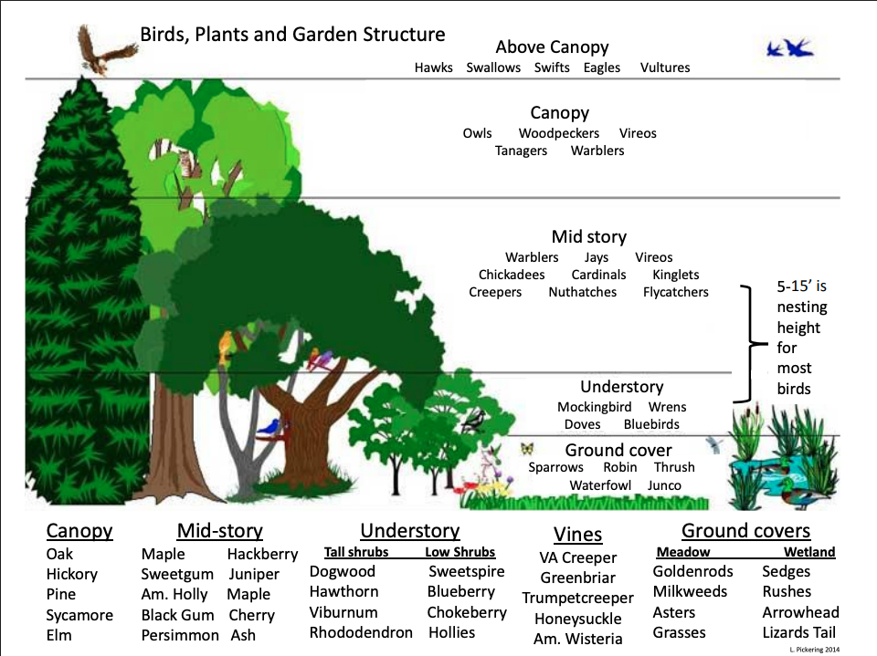 Illustration of bird species and corresponding plant structures in a layered garden landscape, showing different layers including canopy, mid-story, understory, and ground cover, along with examples of suitable trees, shrubs, and ground cover plants.