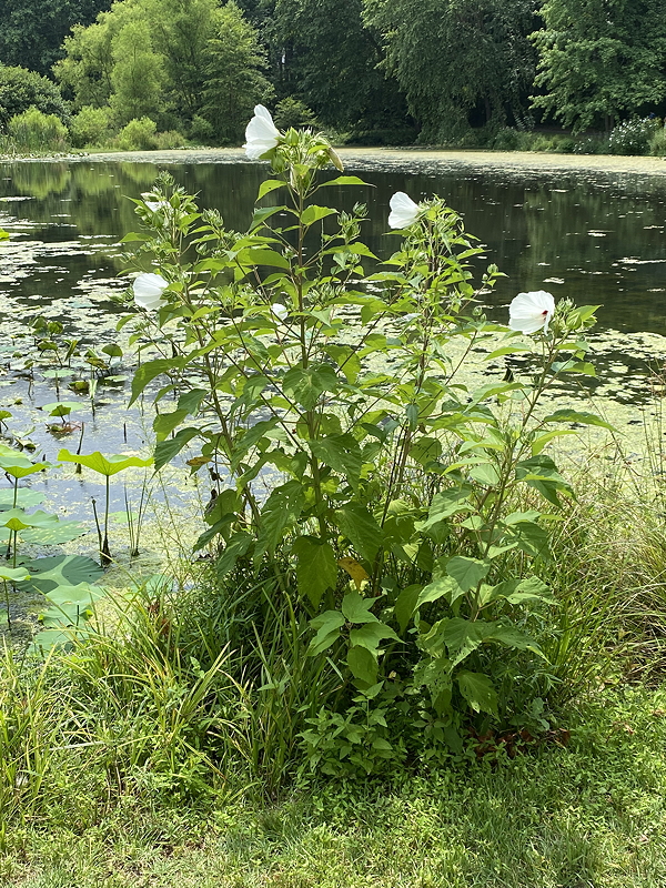 A cluster of flowering plants with white blooms beside a tranquil pond surrounded by greenery and lily pads.