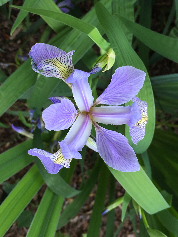 Close-up of a purple iris flower surrounded by green leaves.