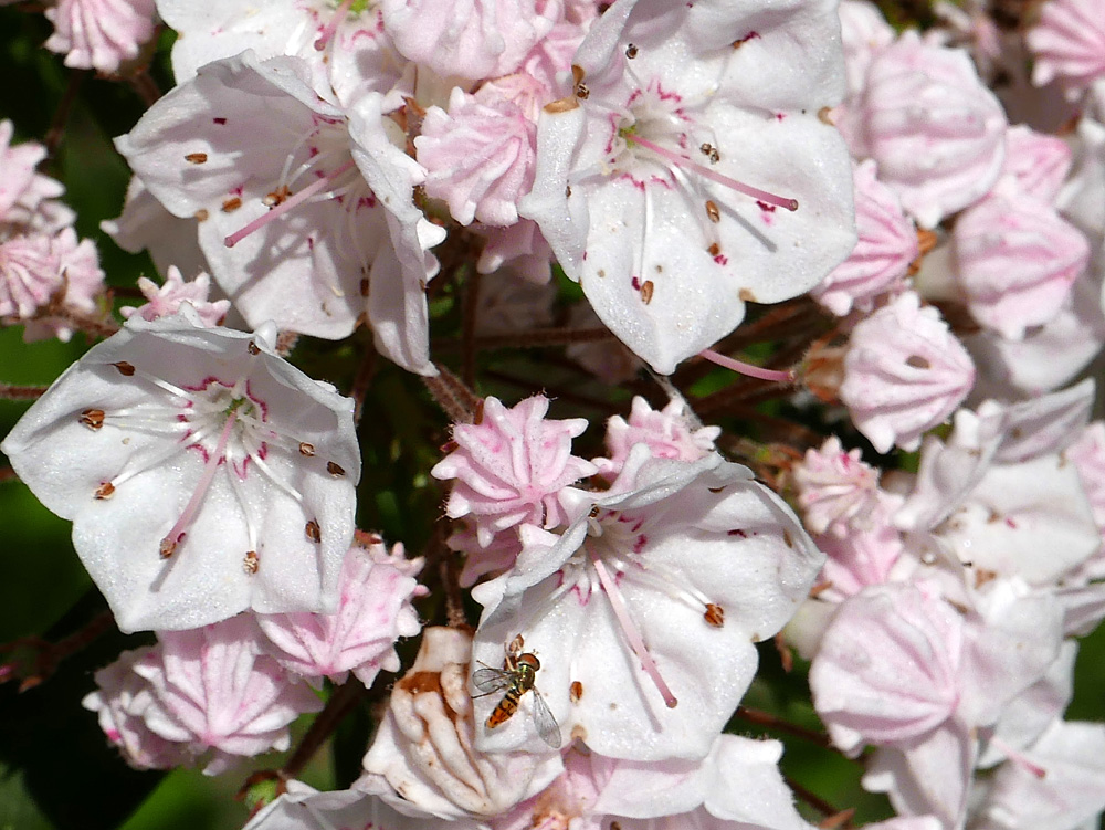 A syrphid fly, Toxomerus geminatus, feeds on the pollen of native Kalmia latifolia (mountain laurel) in June.