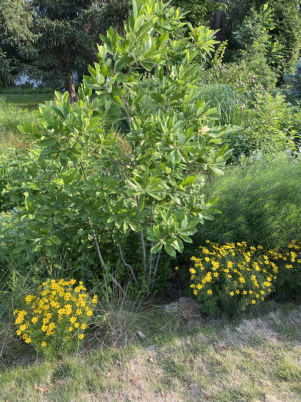 A lush green shrub with bright leaves surrounded by clusters of yellow flowers in a garden setting.