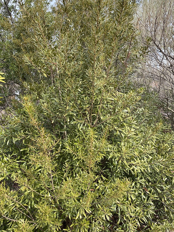 A dense green shrub with elongated leaves and small branches, set against a natural background.