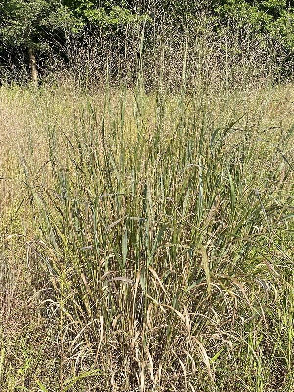 A dense patch of tall grass with green and brown leaves, surrounded by a natural landscape.