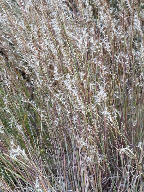 Close-up of tall grass with fine, white tufts and reddish blue stems, creating a soft and textured appearance.