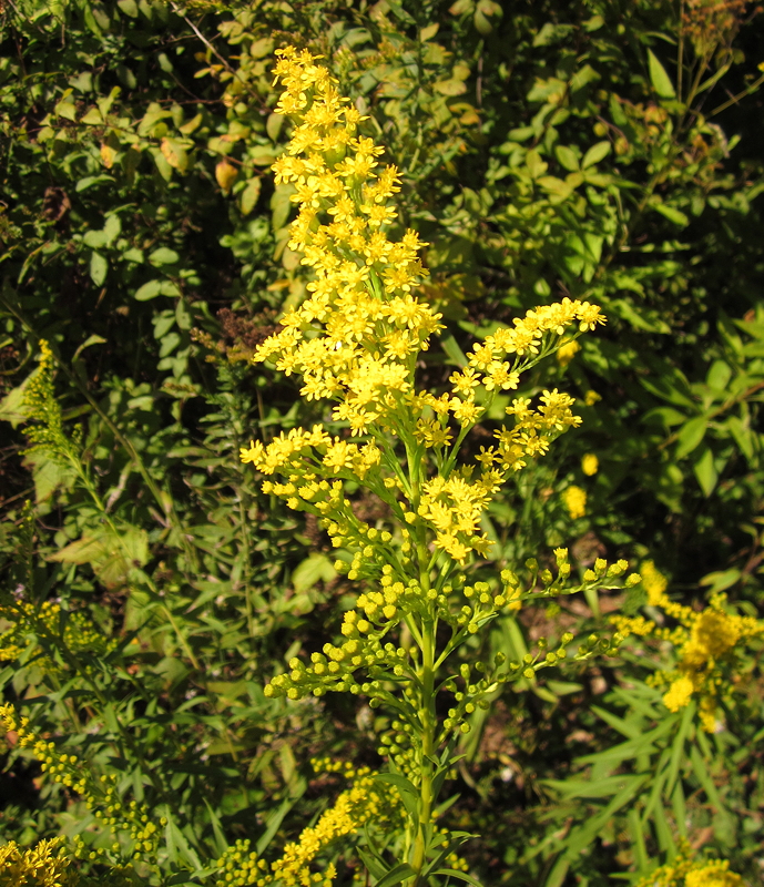 A close-up of a bright yellow flowering plant with small blossoms, surrounded by green foliage.