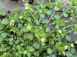Stellaria media (common chickweed) spreading habit in March.
