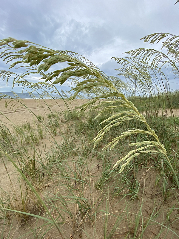 Close-up of tall grass swaying in the breeze on a sandy beach under a cloudy sky.