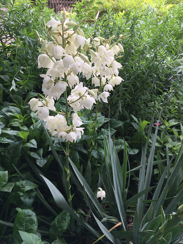 A cluster of white flowers with bell-shaped blossoms stands tall amidst lush green foliage.