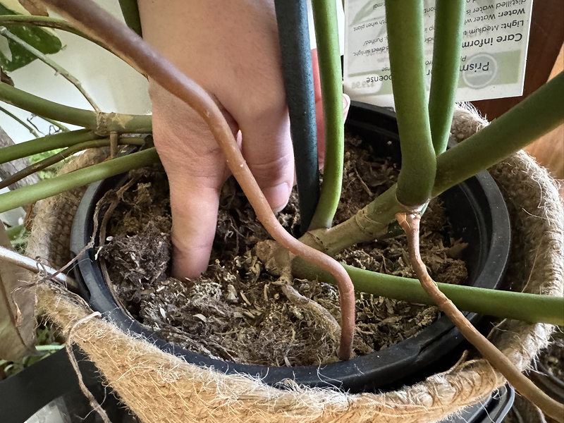 A hand digging into the soil of a potted plant, showing the roots and dirt.