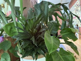 A close-up image of various green indoor plants, showcasing lush leaves and diverse textures.