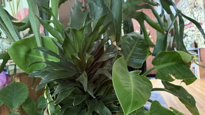 A close-up image of various green indoor plants, showcasing lush leaves and diverse textures.
