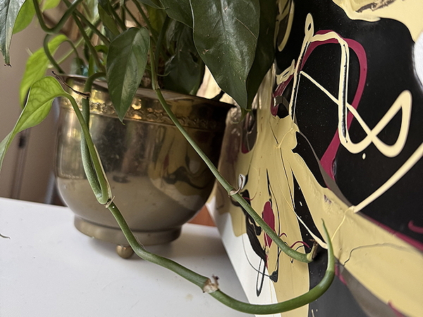 A green plant with long vines is growing next to a shiny metallic pot, positioned near an abstract artwork featuring bold colors.