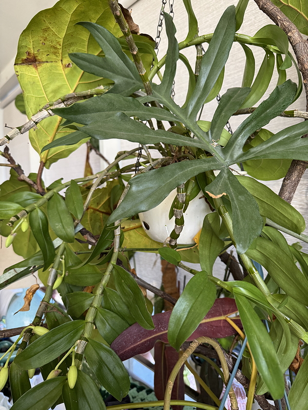 A close-up view of a lush indoor plant with long, green leaves and hanging flower buds, set against a light-colored wall.
