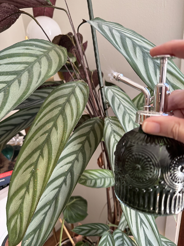 A person holding a vintage glass spray bottle, misting a large houseplant with green, patterned leaves.