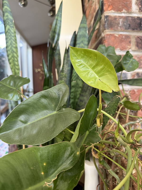 A close-up of a potted plant with several green leaves and one yellowing leaf, reflecting in a shiny vase.