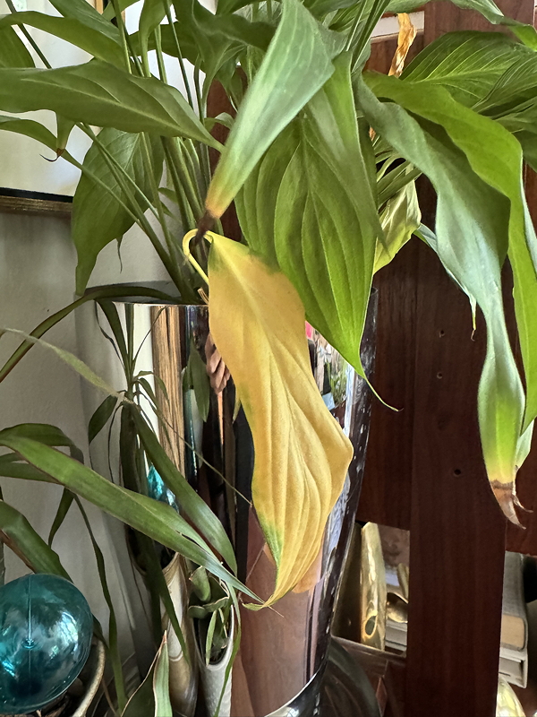 A close-up of a potted plant with several green leaves and one yellowing leaf, reflecting in a shiny vase.
