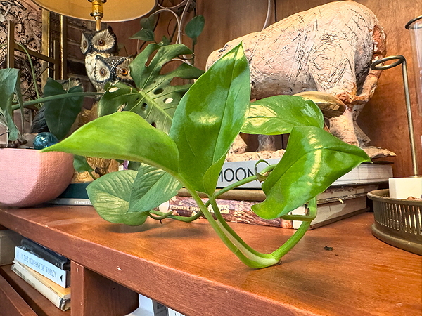 A close-up of a green Pothos plant with glossy leaves, resting on a wooden shelf filled with books and decor items.